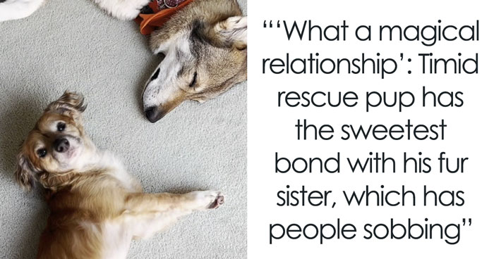 Netizens’ Hearts Melt As Small Scared Pup Gets A Loving Dire Wolf As Protector