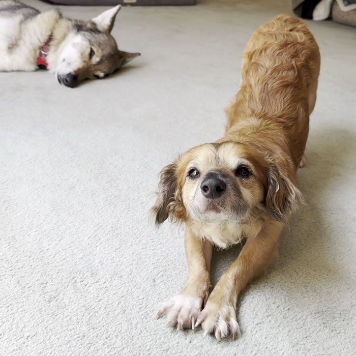Rescue pup stretching on carpet while wolfish sister dog lies peacefully nearby indoors.
