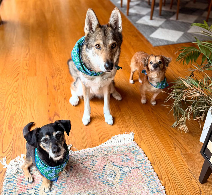Three dogs including a timid rescue pup and a wolfish sister wearing matching blue bandanas indoors on wooden floor.