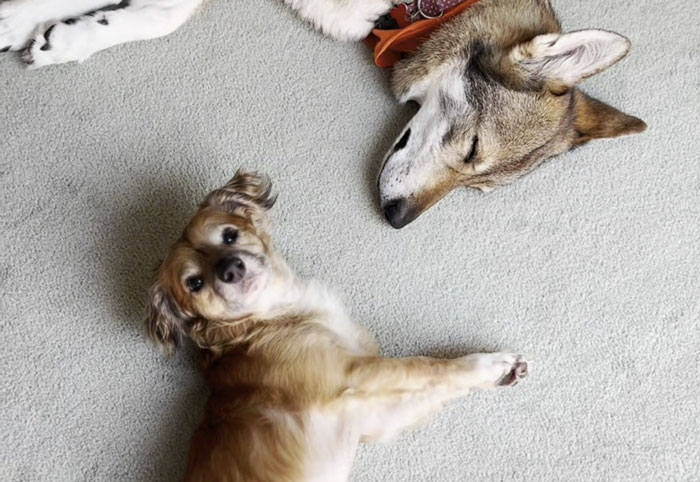 Tiki the timid rescue pup lying on carpet next to his wolfish sister who wears a red bandana and rests eyes closed.
