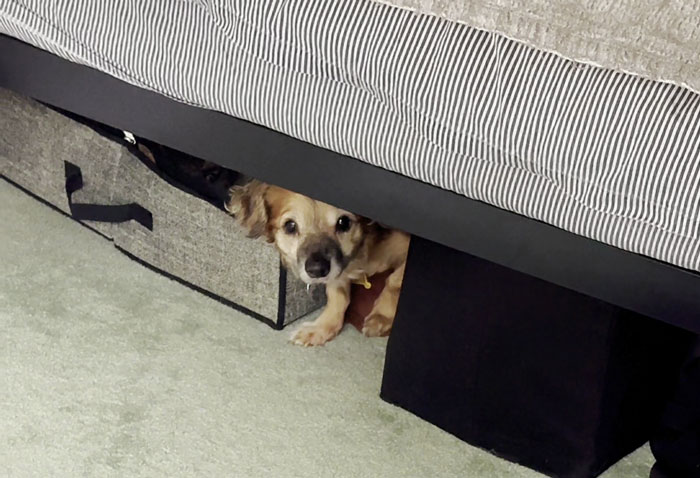 Timid rescue pup peeking from under bed, starting to feel safe with wolfish sister as new best friend.
