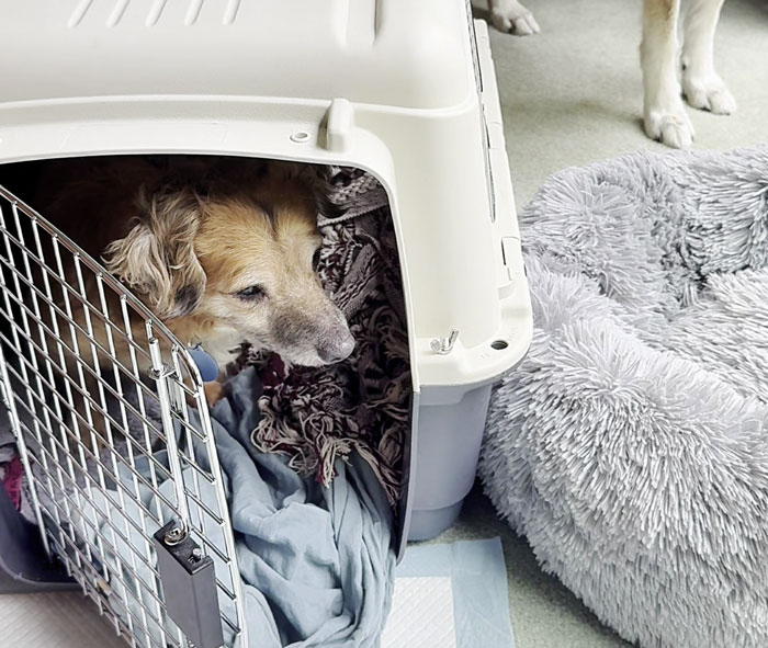 Timid rescue pup resting inside a crate, feeling safe as his wolfish sister stands nearby by a fluffy dog bed.
