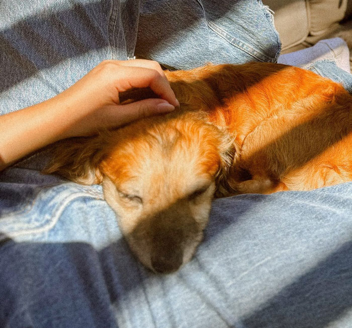 Timid rescue pup resting peacefully on denim while being gently petted, feeling safe and comforted.