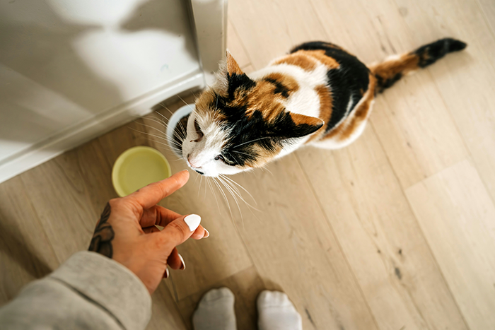 Calico cat sniffing a person's finger indoors on wooden floor near a yellow bowl, symbolizing relationship conflict over a pet gift. Calico cat sniffing a person's finger indoors on wooden floor near a yellow bowl, symbolizing relationship conflict over a pet gift.