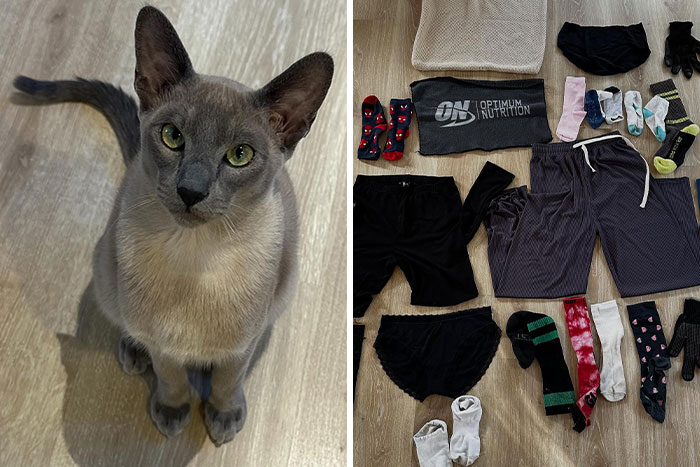 This Tonkinese Cat Has Stolen Over 150 Items From His Neighbors, And They Still Love Him