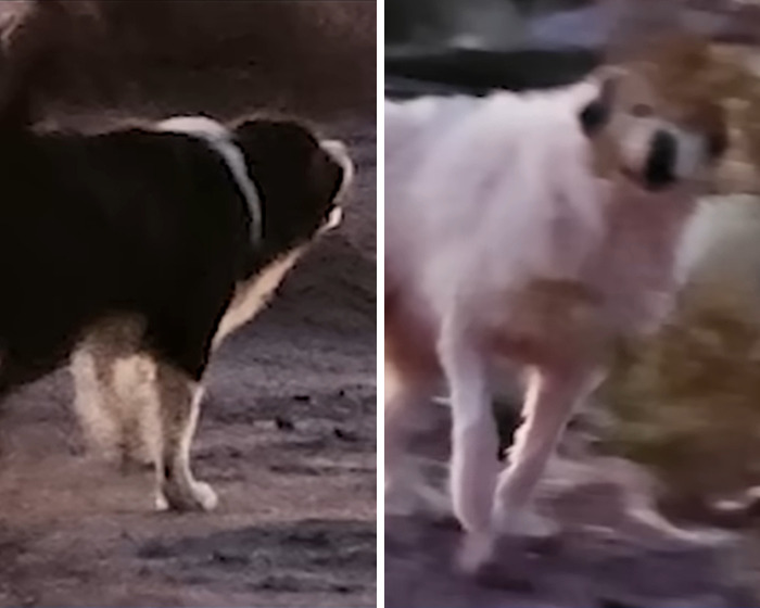 Two dogs standing outdoors, illustrating a scene related to a teen daughter's dog mauling incident.