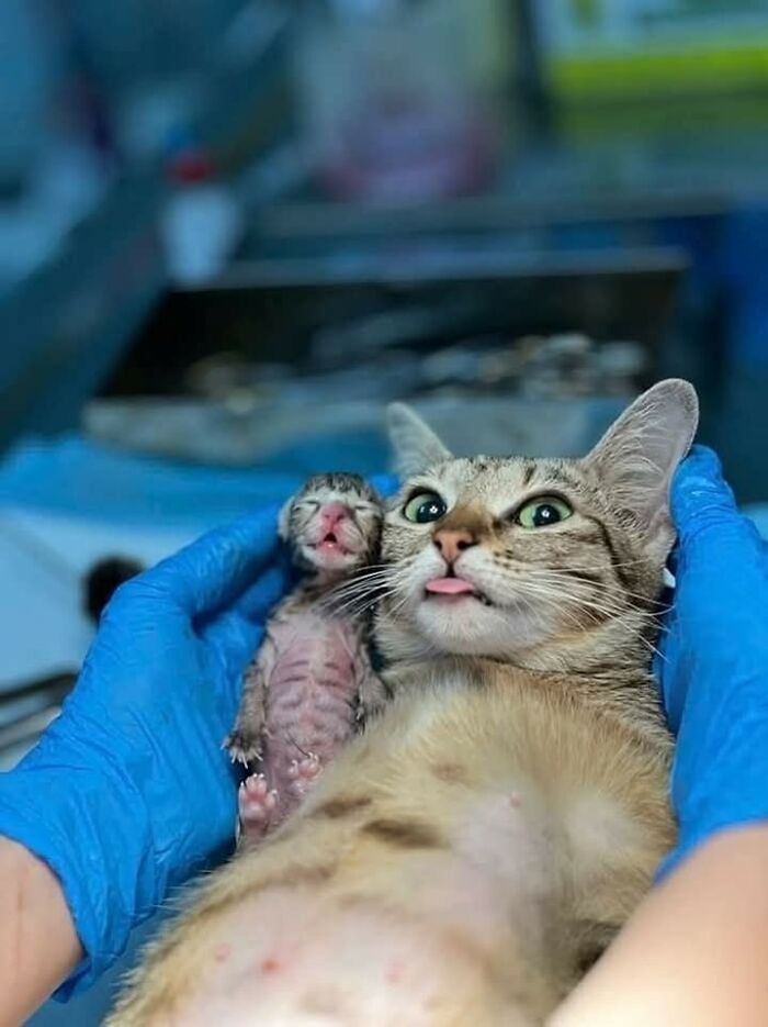 A close-up of a cat with its newborn kitten held by hands in blue gloves, capturing hilarious cat moments.