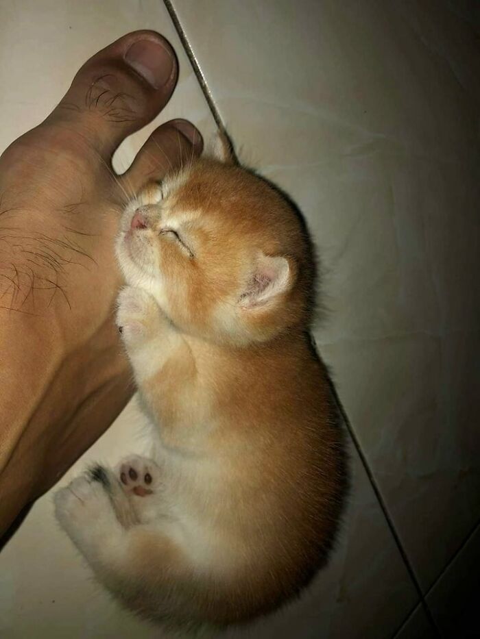 Sleeping orange kitten cuddling a human foot on tiled floor, showcasing adorable cat moments that prove cats rule the internet.