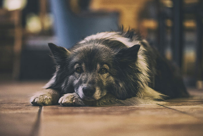 A dog lying on the floor with a haunting expression, evoking spooky encounters that still haunt people today.