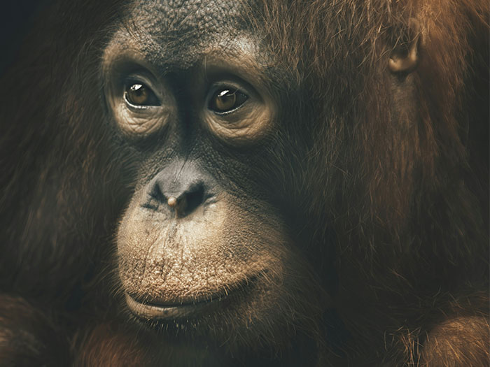 Close-up of an orangutan's face with deep, reflective eyes, evoking eerie and spooky encounters that still haunt.