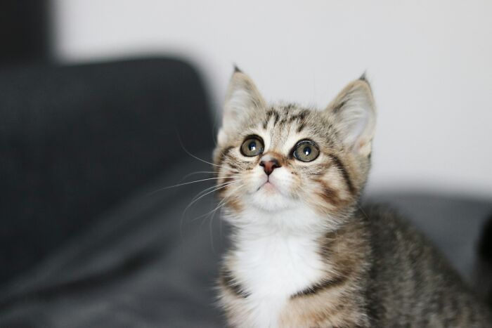 Kitten with wide eyes looking up, close-up of a striped fluffy kitten in an indoor setting.