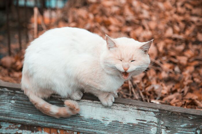 White cat with mouth open on wooden fence, illustrating chilling true stories about scariest sounds heard at night.