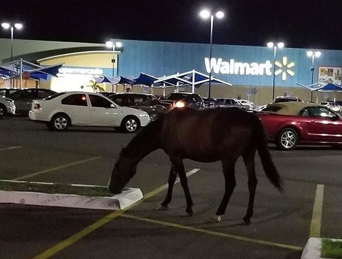Horse wandering in Walmart parking lot at night illustrating wild times Walmart employees experience at work.