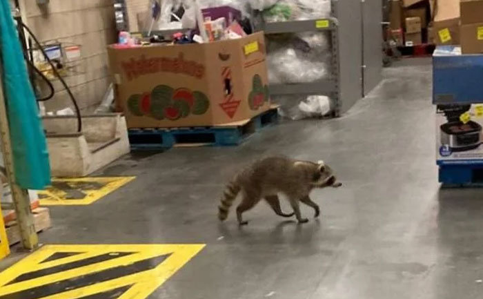 Raccoon walking inside a Walmart store aisle among boxes and pallets, illustrating wild times Walmart employees faced.