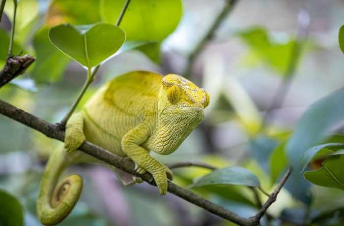 Close-up of a green chameleon on a leafy branch, illustrating real-life confessions every water sign will recognize.