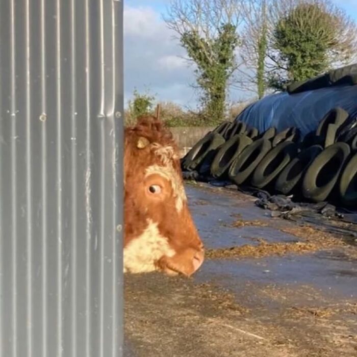 Cow with a surprised expression peeking from behind a metal wall in a farm setting featured in cursed images on an IG page.