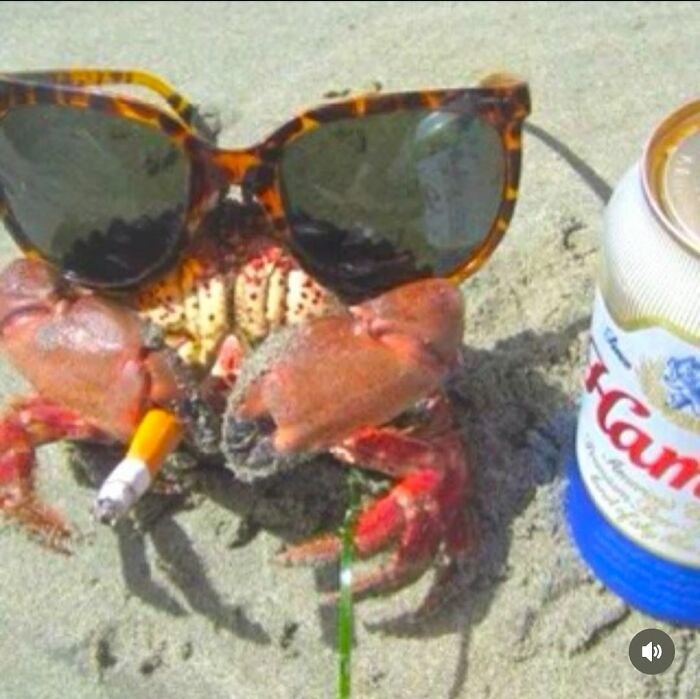 Crab wearing sunglasses and holding a cigarette next to a beer can, featured in cursed images from an IG page.