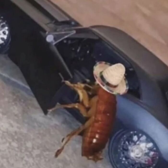 Giant insect wearing a small hat climbing into a miniature car in a daily cursed images collection.