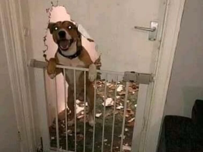 Dog breaks through door wall behind baby gate, creating a cursed and disturbing image for fans on Instagram page.
