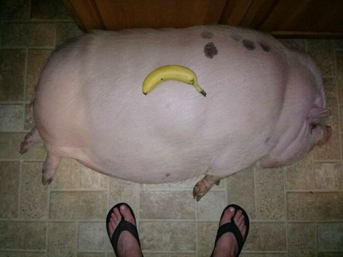 Large pig lying on a tiled floor with a banana on its back, an example of cursed images from a popular IG page.
