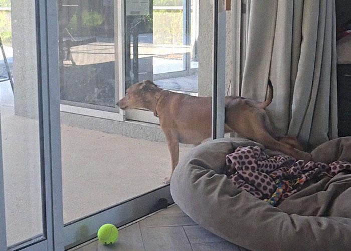 Dog stretching indoors near a sliding glass door and dog bed, showing familiar daily habits assumed in many families.