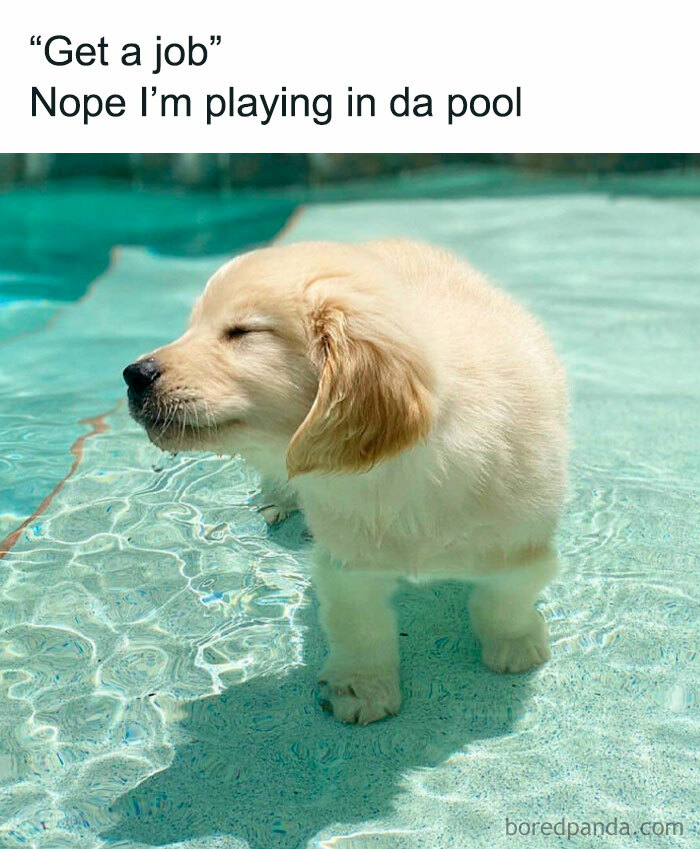 Puppy standing in pool water with eyes closed, humorous meme reflecting a broken sense of humor concept.