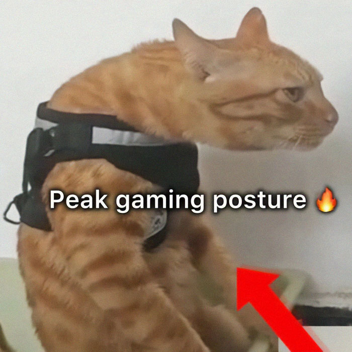 Orange cat wearing a gaming harness with a distorted neck in a funny meme for broken sense of humor humorists.
