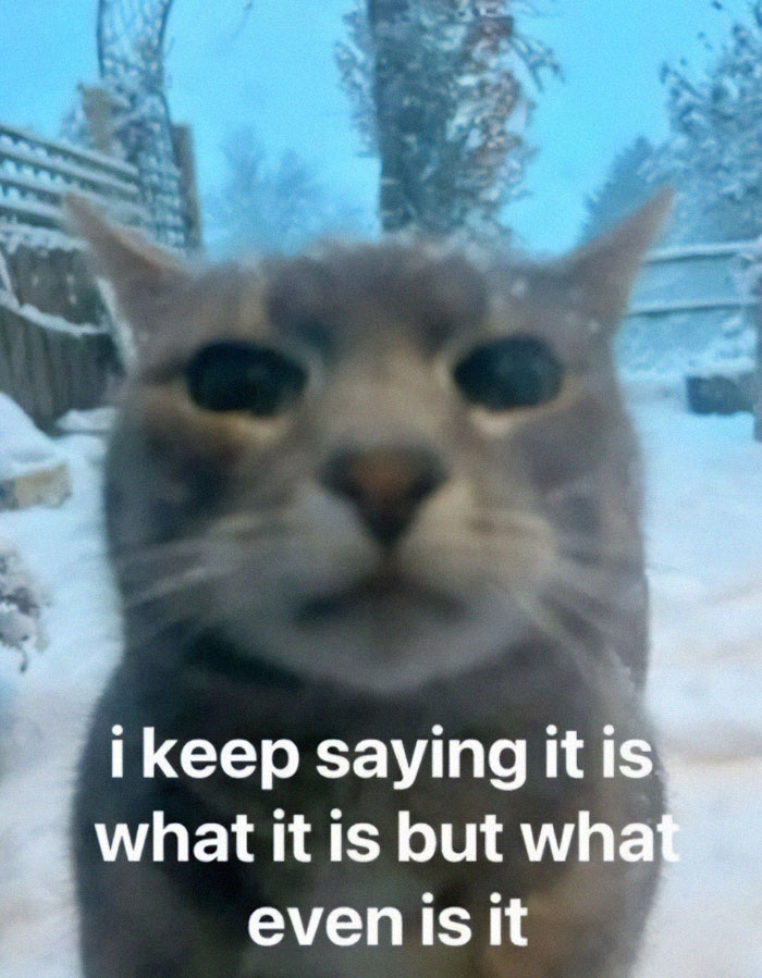 Close-up of a confused cat in snow with text meme about uncertainty, illustrating broken sense of humor memes.