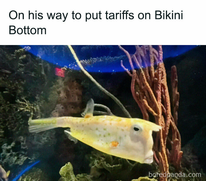 Fish with a funny face in an aquarium, perfect for memes for broken sense of humor lovers.