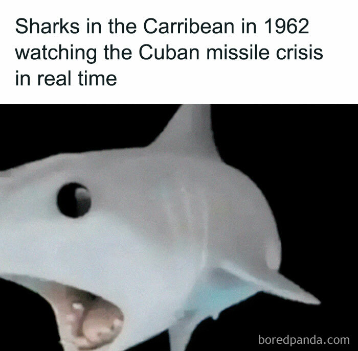 Shark with wide eyes humorously reacting, representing memes for those with a broken sense of humor.