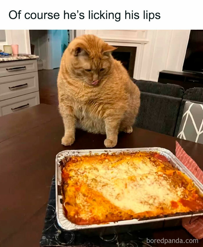 Chubby orange cat licking lips while staring at cheesy lasagna, a funny meme for broken sense of humor.
