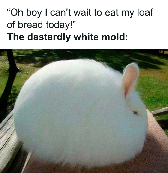 Fluffy white rabbit resembling mold, paired with a humorous meme about a broken sense of humor.