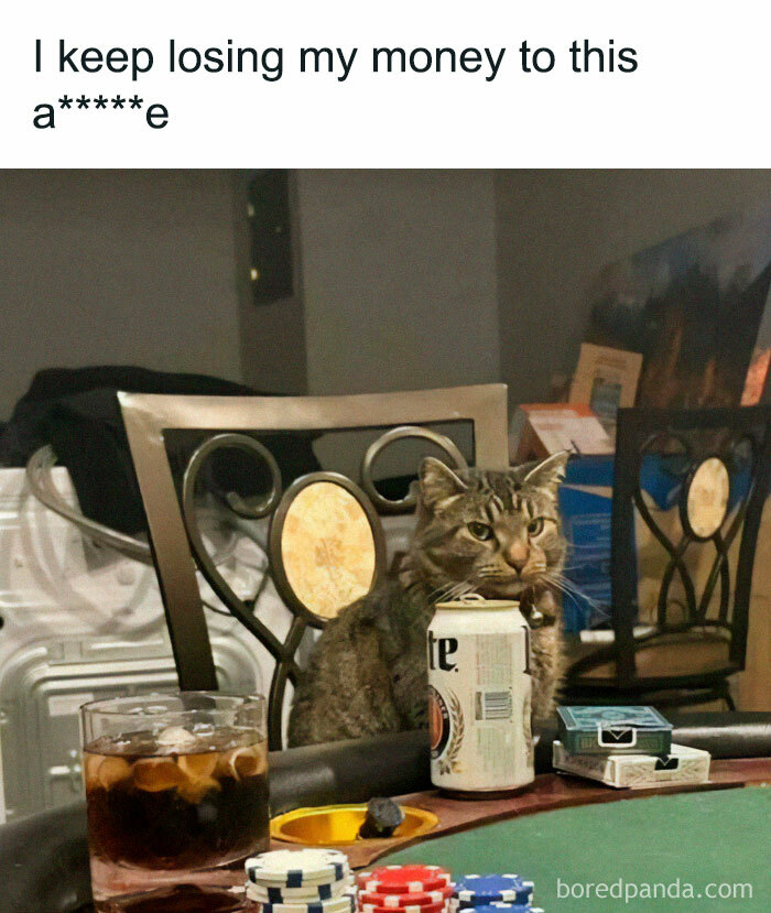 Cat sitting at a poker table with chips, beer can, and drink, illustrating memes for broken sense of humor.