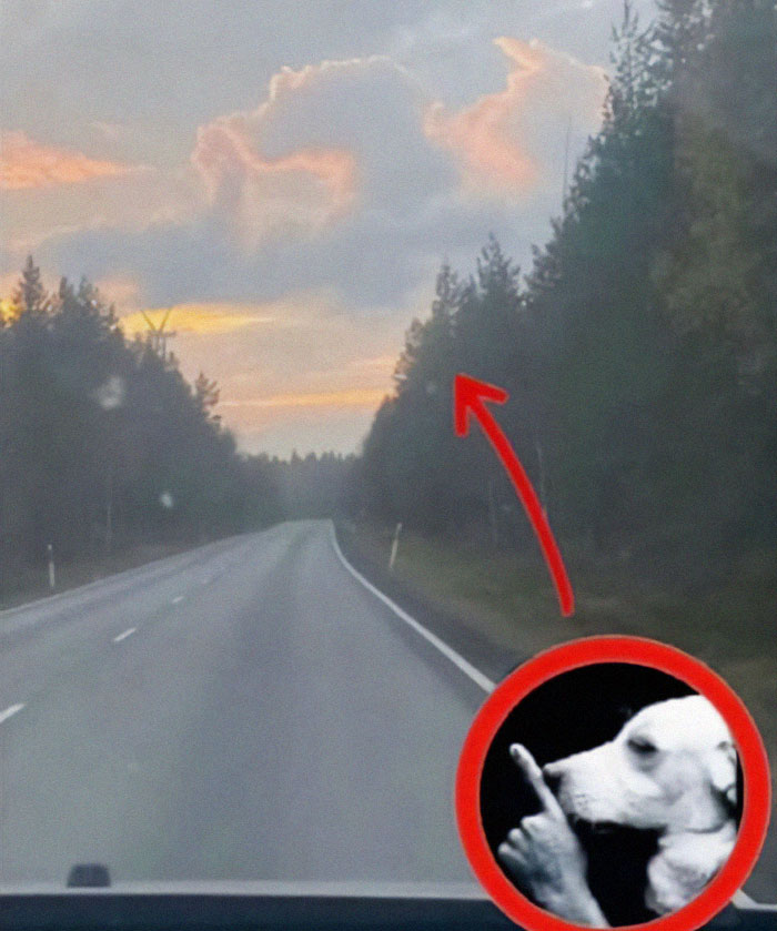 Cloud formation resembling a hand gesture on a forest road, paired with a dog meme, fitting broken sense of humor memes.