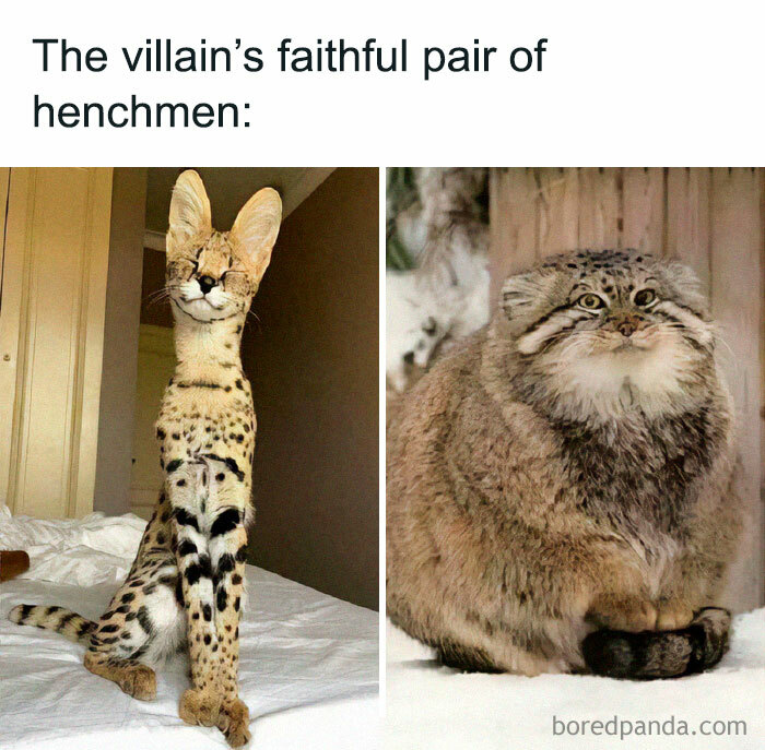 Two unusual animals side by side, showcasing memes for broken sense of humor with creepy and funny creatures.