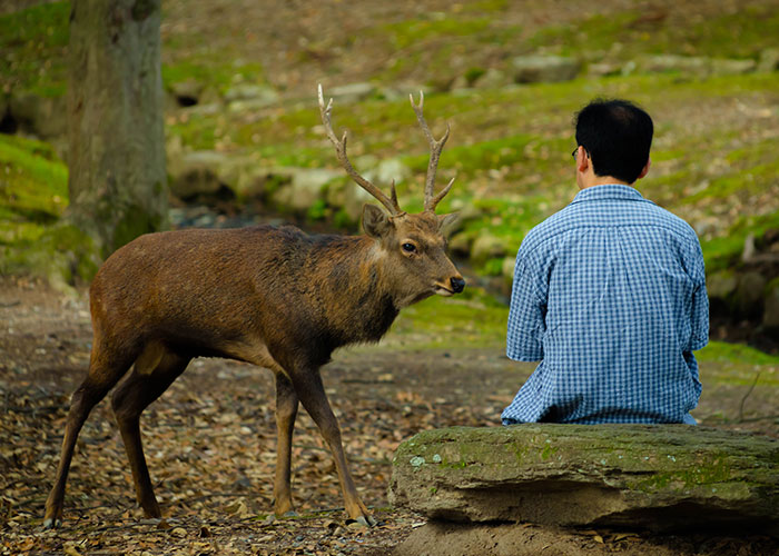 Man in a blue shirt sitting on a rock near a deer, symbolizing the madness some people witness at work.