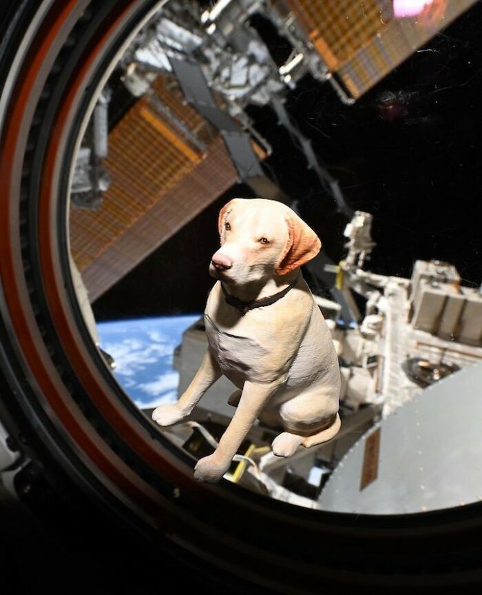 Dog sitting inside spacecraft window with space station and Earth in the background during astronaut's homecoming reunion.