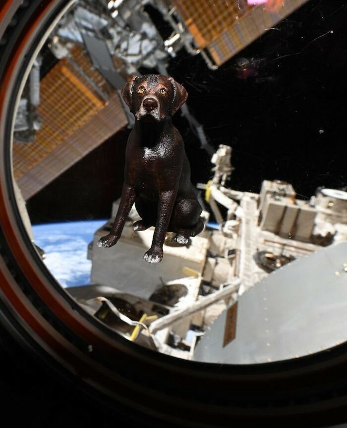 Black dog sitting inside a spacecraft window with Earth and space station visible outside during astronaut's homecoming.