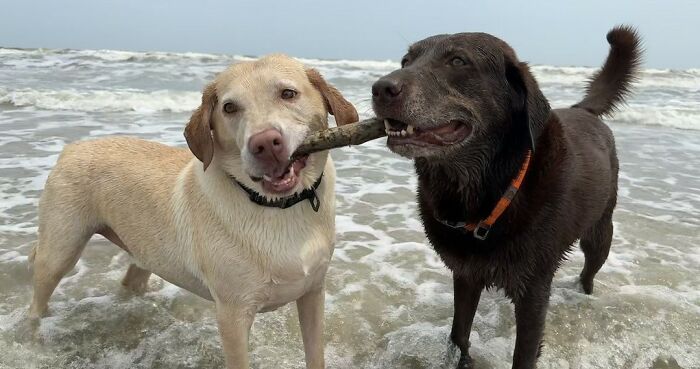 Two Labrador retrievers standing in ocean water, playfully holding a stick together during a joyful reunion.