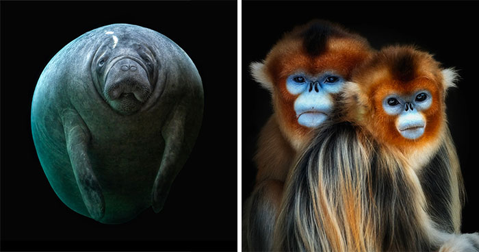 This Photographer Takes Captivating Portraits Of Wild Animals (32 New Pics)