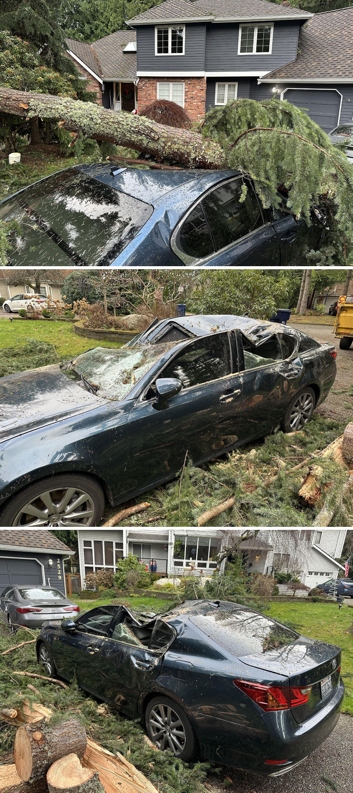 Damaged dark sedan crushed by a fallen tree in a residential neighborhood showing nature's wild impact.