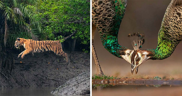50 Remarkable Wildlife Photos By Kaushik That Capture Animals In Their Element