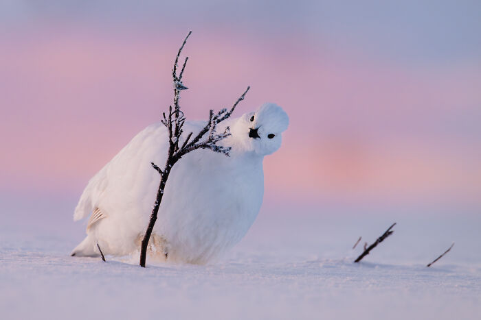 White ptarmigan bird peeking from behind a small frosted branch in a snowy northern wild encounter at sunset.