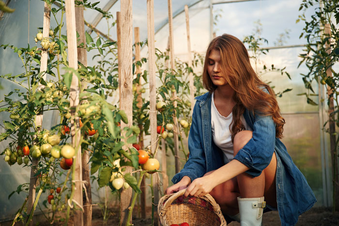 Young woman picking vegetables in greenhouse, caught stealing from the owner and claiming she knows them.
