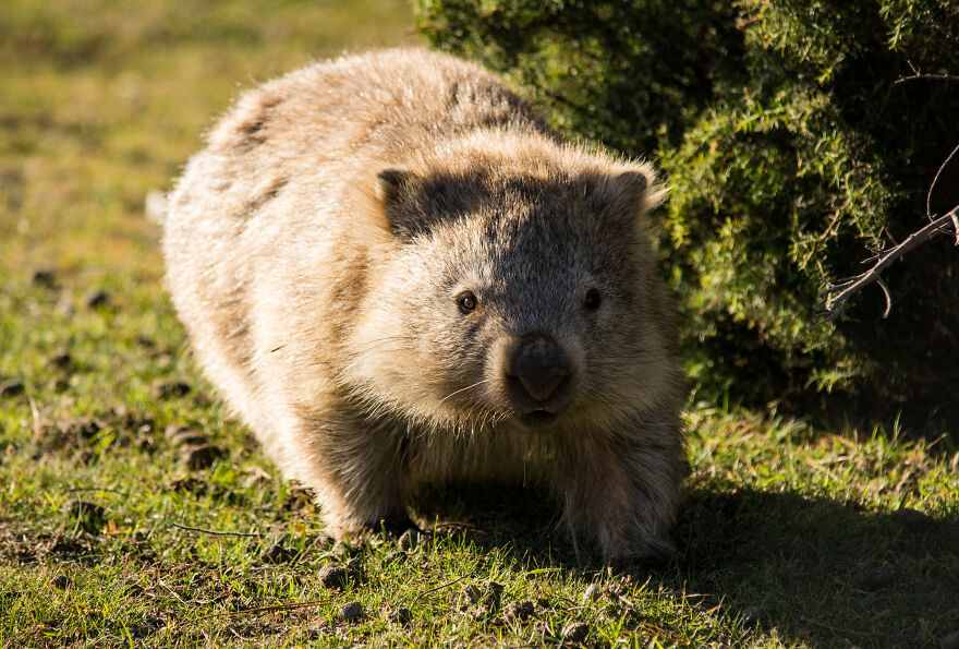 A close-up of a curious wombat on grass showcasing unique animal behavior and animals being total weirdos.