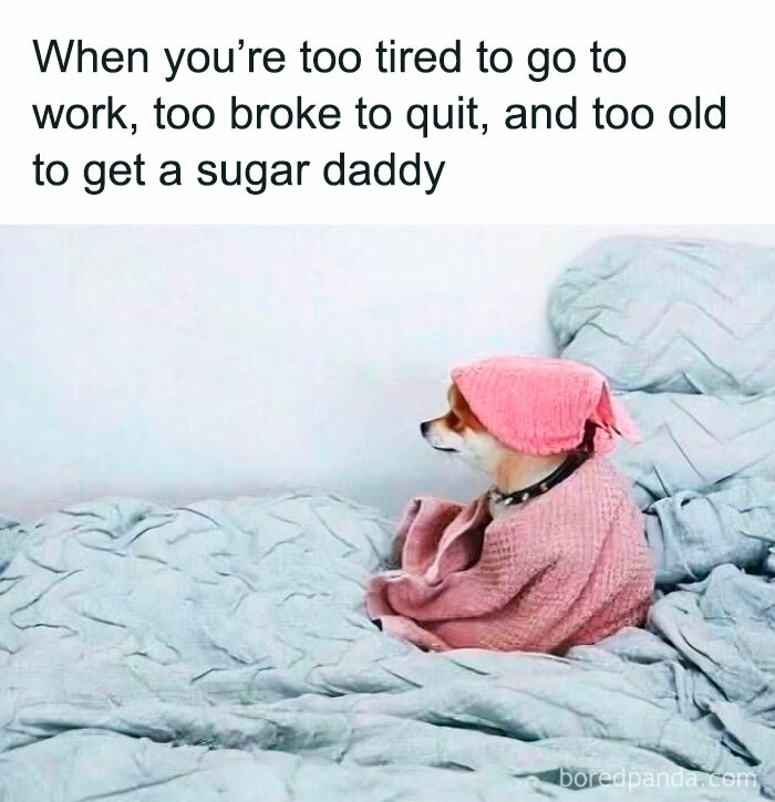 Dog wearing a pink sweater and hat sitting on bed with a meme about being tired and broke at work, work memes theme.