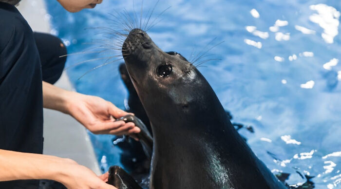 Person interacting with a seal in water, engaging in a would you rather poll 3 activity with the animal.