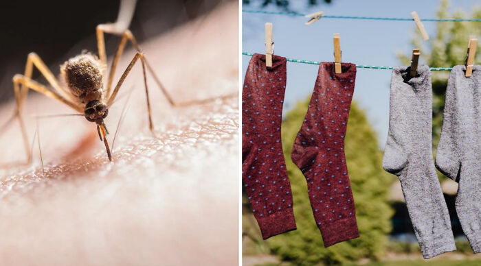 Close-up of a mosquito biting skin and colorful socks hanging on a clothesline in a Would You Rather Poll 3 comparison.