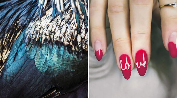 Close-up of vibrant peacock feathers and red manicured nails with love design for would you rather poll concept.