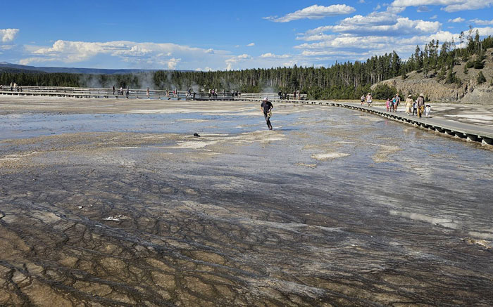 Visitor walking across forbidden area at Yellowstone National Park, with tourists and forest in the background under a blue sky. - 4